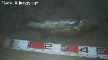 シーバス