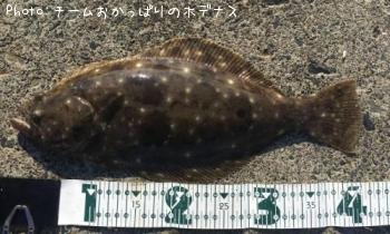 ヒラメ