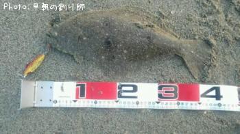 ヒラメ