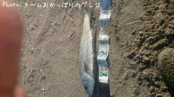 シーバス