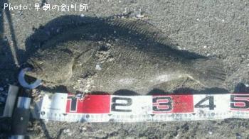 ヒラメ