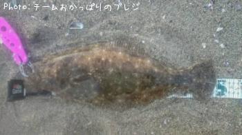 ヒラメ