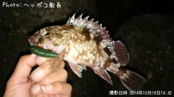 カサゴ