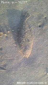 ޥ