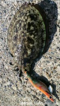 モンゴウイカ