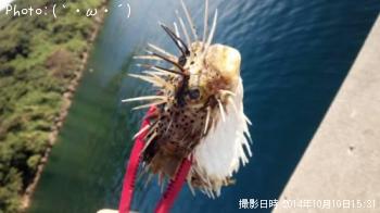 は　　り　　せ　　ん　　ぼ　　ん