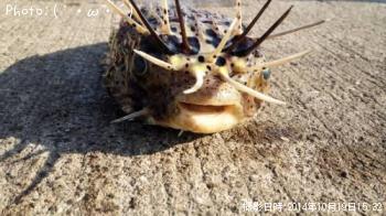 は　　り　　せ　　ん　　ぼ　　ん