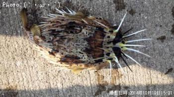 は　　り　　せ　　ん　　ぼ　　ん