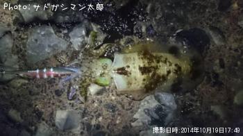 アオリイカ