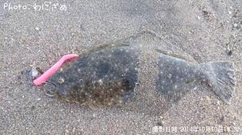 ヒラメ