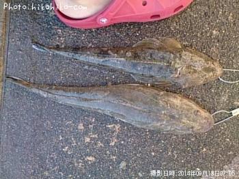 マゴチ