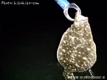 ヒラメ