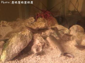 チチブ