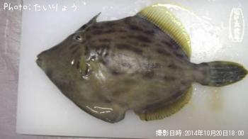 カワハギ