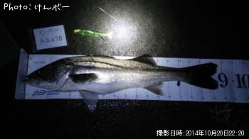 シーバス