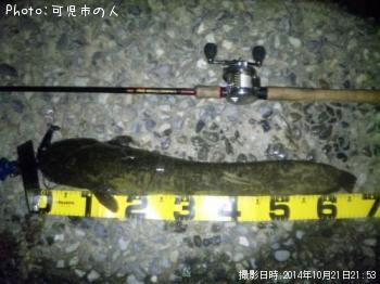 鯰