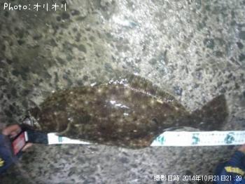 ヒラメ