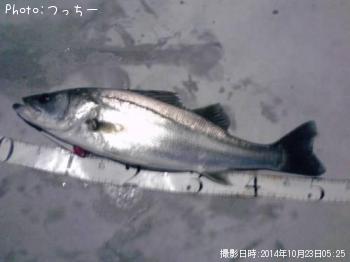 シーバス