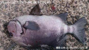石鯛