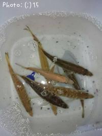 アジ