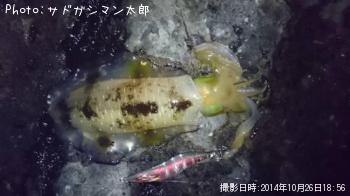 アオリイカ