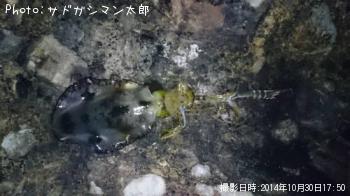 アオリイカ