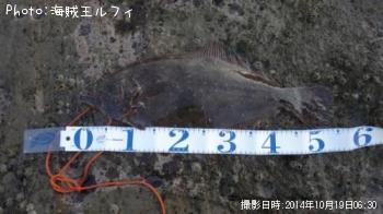 磯ヒラメ