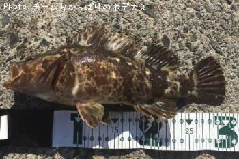 タケノコメバル