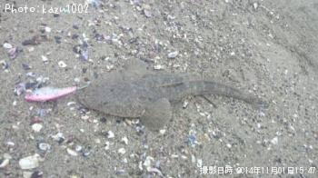 マゴチ