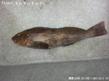 アイナメ