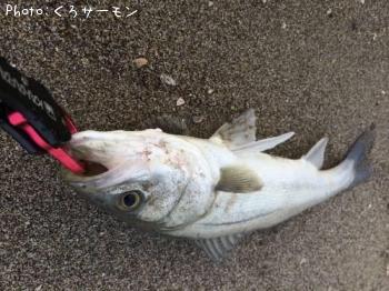 シーバス