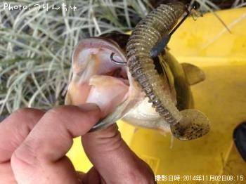 ブラックバス