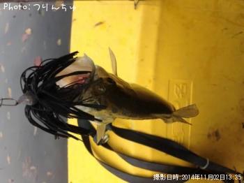 ブラックバス