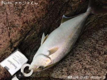 ネイゴ