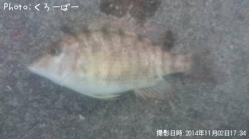 ホオアカクチビル