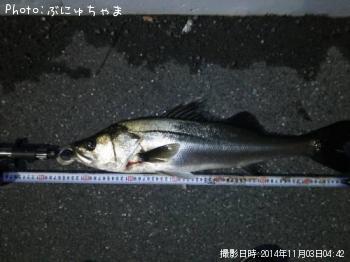 シーバス