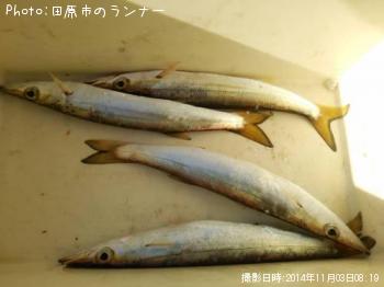 カマス