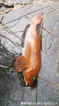 ʥ