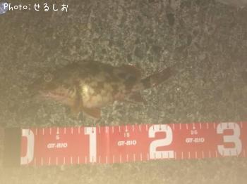 カサゴ
