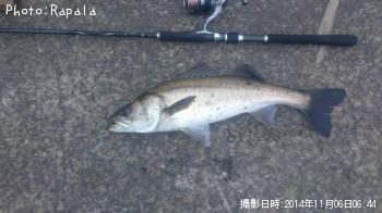 シーバス