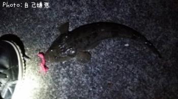 マゴチ