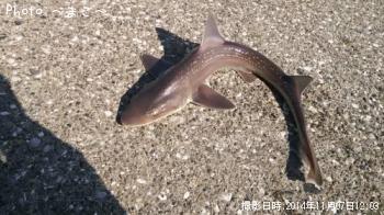 サメ
