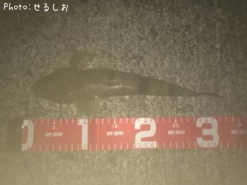マゴチ