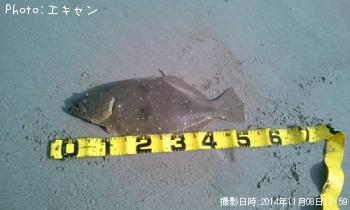 ヒラメ