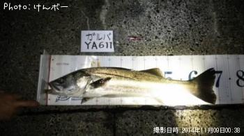 シーバス