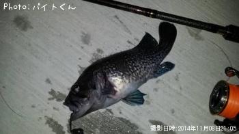 マゾイ
