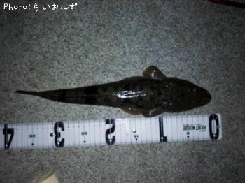 マゴチ