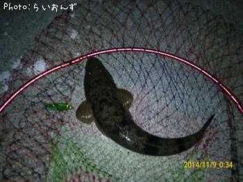 マゴチ