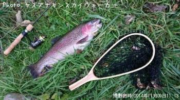 レインボートラウト