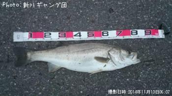 シーバス
